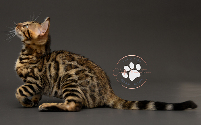 Bengal kitten for sale